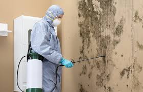 Environmental Consulting for Mold Prevention in Wyncote, PA